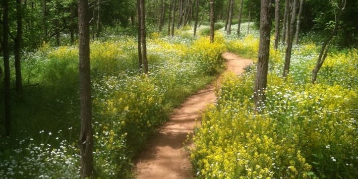Mountain Biking in Central Kentucky